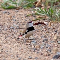 Stagonopleura guttata at Wallaroo, NSW - suppressed