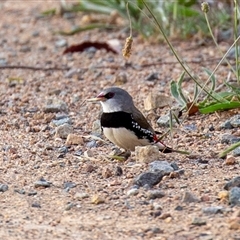 Stagonopleura guttata at Wallaroo, NSW - 6 Nov 2024