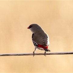 Stagonopleura guttata at Wallaroo, NSW - suppressed