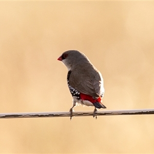 Stagonopleura guttata at Wallaroo, NSW - suppressed