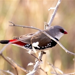 Stagonopleura guttata at Wallaroo, NSW - suppressed