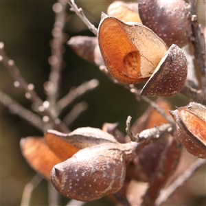 Hakea decurrens subsp. decurrens at Gundaroo, NSW - 2 Nov 2024