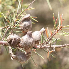 Hakea decurrens subsp. decurrens at Gundaroo, NSW - 2 Nov 2024 11:53 AM