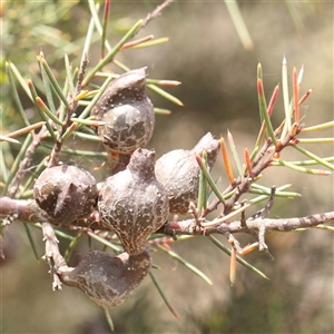 Hakea decurrens subsp. decurrens at Gundaroo, NSW - 2 Nov 2024