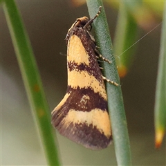 Olbonoma triptycha (Chezela Group) at Gundaroo, NSW - 2 Nov 2024 by ConBoekel