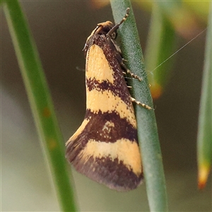 Olbonoma triptycha at Gundaroo, NSW - 2 Nov 2024