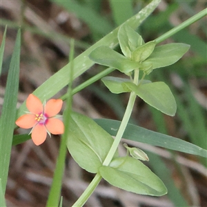 Lysimachia arvensis at Gundaroo, NSW - 2 Nov 2024