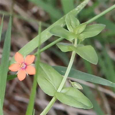 Lysimachia arvensis (Scarlet Pimpernel) at Gundaroo, NSW - 2 Nov 2024 by ConBoekel