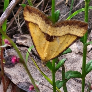 Anachloris subochraria at Goulburn, NSW - 6 Nov 2024