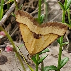 Anachloris subochraria at Goulburn, NSW - 6 Nov 2024