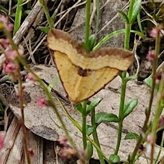 Anachloris subochraria at Goulburn, NSW - 6 Nov 2024