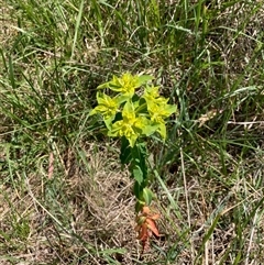 Euphorbia oblongata (Egg-leaf Spurge) at Fraser, ACT - 30 Sep 2024 by Rosie