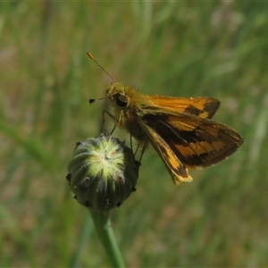 Ocybadistes walkeri at Wallaroo, NSW - 1 Nov 2024