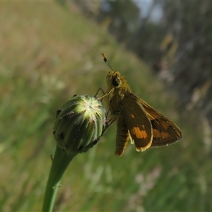 Ocybadistes walkeri at Wallaroo, NSW - 1 Nov 2024