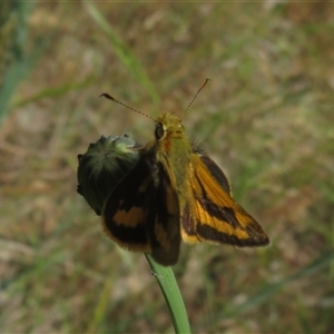 Ocybadistes walkeri at Wallaroo, NSW - 1 Nov 2024