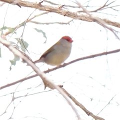 Neochmia temporalis (Red-browed Finch) at Gundaroo, NSW - 2 Nov 2024 by ConBoekel