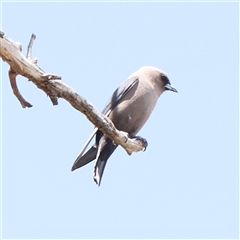 Artamus cyanopterus cyanopterus (Dusky Woodswallow) at Gundaroo, NSW - 2 Nov 2024 by ConBoekel