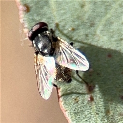 Musca sp. (genus) at Campbell, ACT - 6 Nov 2024 by Hejor1