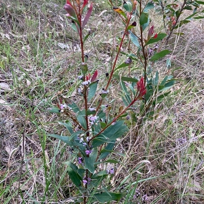 Hakea salicifolia (Willow-leaved Hakea) at Fraser, ACT - 30 Sep 2024 by Rosie