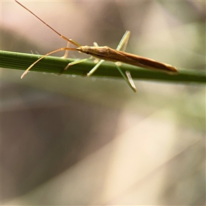 Mutusca brevicornis at Campbell, ACT - 6 Nov 2024 12:56 PM