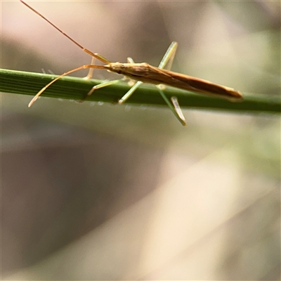 Mutusca brevicornis (A broad-headed bug) at Campbell, ACT - 6 Nov 2024 by Hejor1