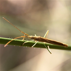 Mutusca brevicornis at Campbell, ACT - 6 Nov 2024