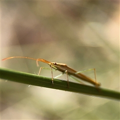 Mutusca brevicornis at Campbell, ACT - 6 Nov 2024 12:56 PM