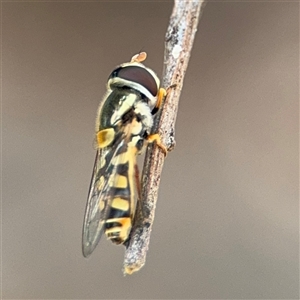 Simosyrphus grandicornis at Campbell, ACT - 6 Nov 2024