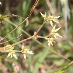 Cerastium glomeratum (Sticky Mouse-ear Chickweed) at Gundaroo, NSW - 2 Nov 2024 by ConBoekel