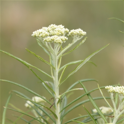 Cassinia longifolia (Shiny Cassinia, Cauliflower Bush) at Gundaroo, NSW - 2 Nov 2024 by ConBoekel