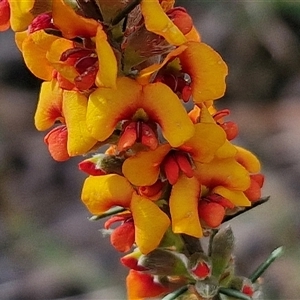 Dillwynia sericea at Goulburn, NSW - 6 Nov 2024