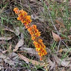 Dillwynia sericea at Goulburn, NSW - 6 Nov 2024