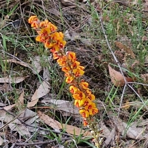 Dillwynia sericea at Goulburn, NSW - 6 Nov 2024