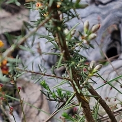 Dillwynia sericea at Goulburn, NSW - 6 Nov 2024