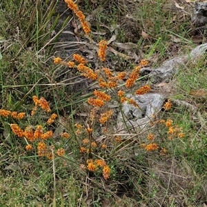 Dillwynia sericea at Goulburn, NSW - 6 Nov 2024