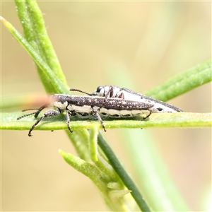 Rhinotia sp. (genus) at Gundaroo, NSW - 2 Nov 2024