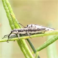 Rhinotia sp. (genus) at Gundaroo, NSW - 2 Nov 2024