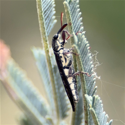 Rhinotia sp. (genus) at Campbell, ACT - 6 Nov 2024 by Hejor1