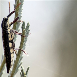 Rhinotia sp. (genus) at Campbell, ACT - 6 Nov 2024