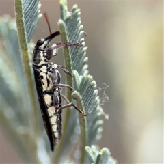 Rhinotia sp. (genus) at Campbell, ACT - 6 Nov 2024