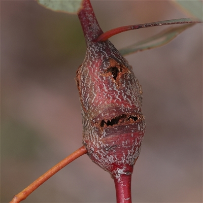 Unidentified Unidentified Insect Gall at Gundaroo, NSW - 2 Nov 2024 by ConBoekel