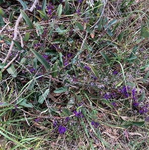 Hardenbergia violacea at Fraser, ACT - 30 Sep 2024 11:48 AM