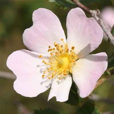 Rosa canina (Dog Rose) at Gundaroo, NSW - 2 Nov 2024 by ConBoekel