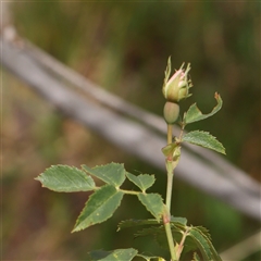 Rosa canina at Gundaroo, NSW - 2 Nov 2024