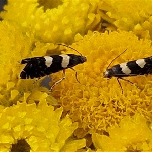 Glyphipterix chrysoplanetis at Goulburn, NSW - 6 Nov 2024