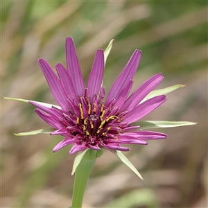 Tragopogon porrifolius at Gundaroo, NSW - 2 Nov 2024 12:28 PM