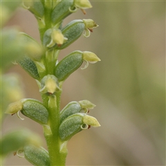 Microtis sp. (Onion Orchid) at Gundaroo, NSW - 2 Nov 2024 by ConBoekel