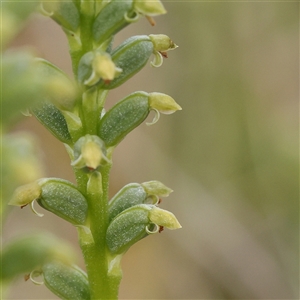 Microtis sp. at Gundaroo, NSW - suppressed