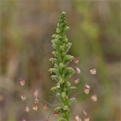 Microtis sp. at Gundaroo, NSW - suppressed