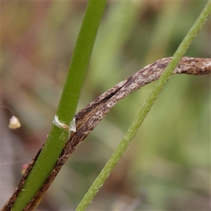 Microtis sp. at Gundaroo, NSW - suppressed